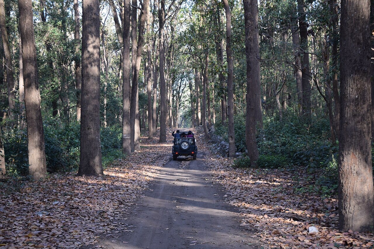 A safari jeep exploring the green forest trails of Jhirna in Jim Corbett